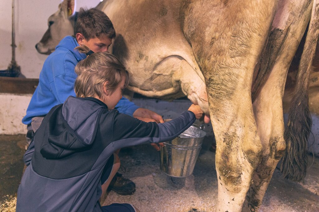 Mungitura alla Malga Jumela al Buffaure